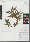 Foto von Salix alba L. x Salix fragilis L.